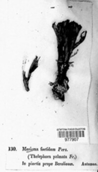 Thelephora palmata image